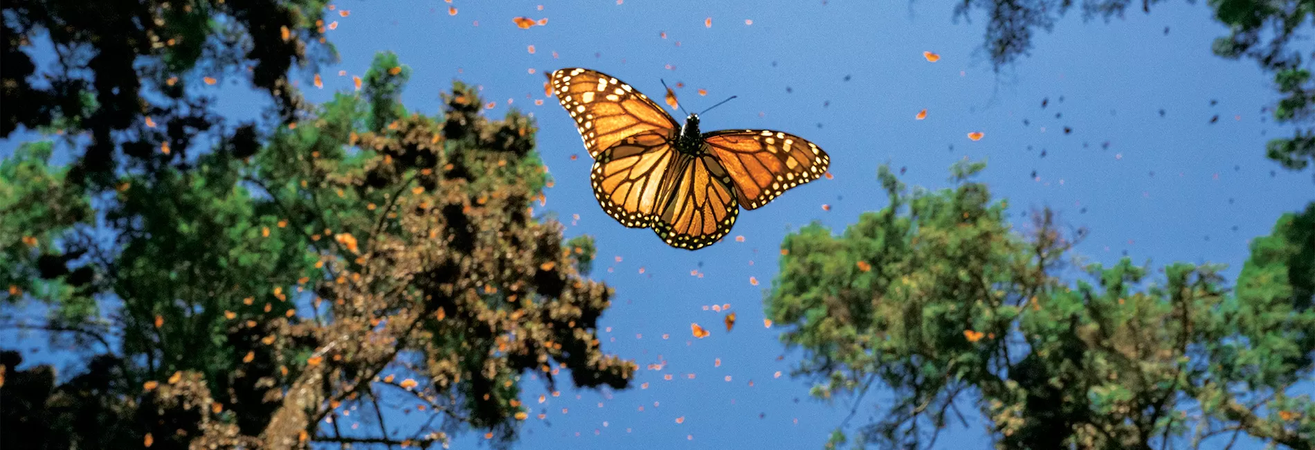 Jaime Rojo, Photographer
Chasing Monarchs