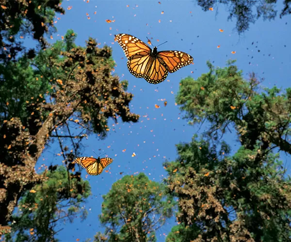 Jaime Rojo, Photographer
Chasing Monarchs