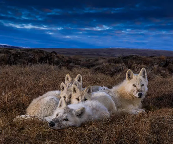 Ronan Donovan, Photographer